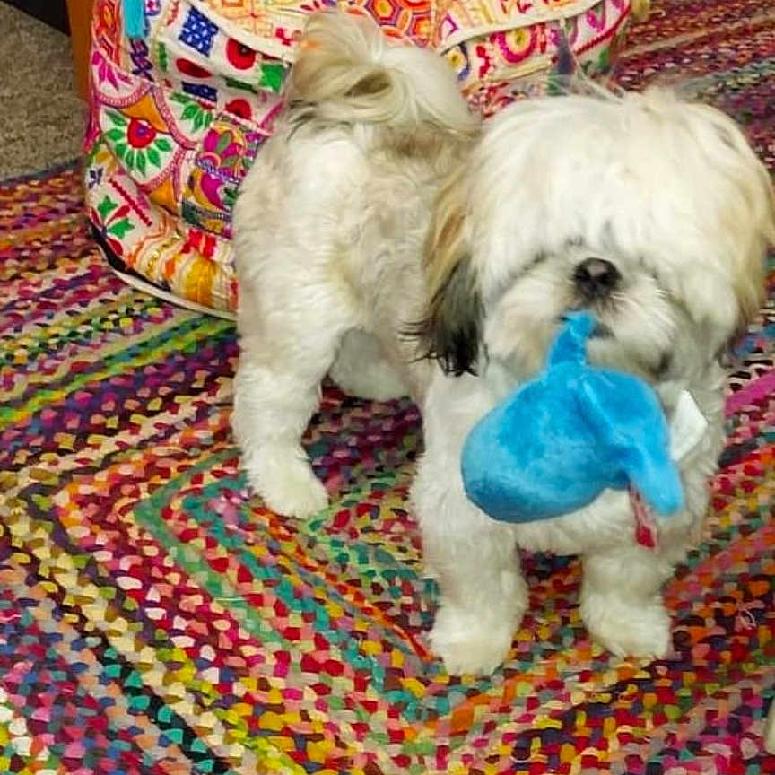 Max A Million is registered to the contest to win money with this photo: animal, ball, basket, canine, cushion, dog, football, furniture, homedecor, indoors, interiordesign, person, pet, puppy, rug, sleeping, soccer, soccerball, sport, terrier