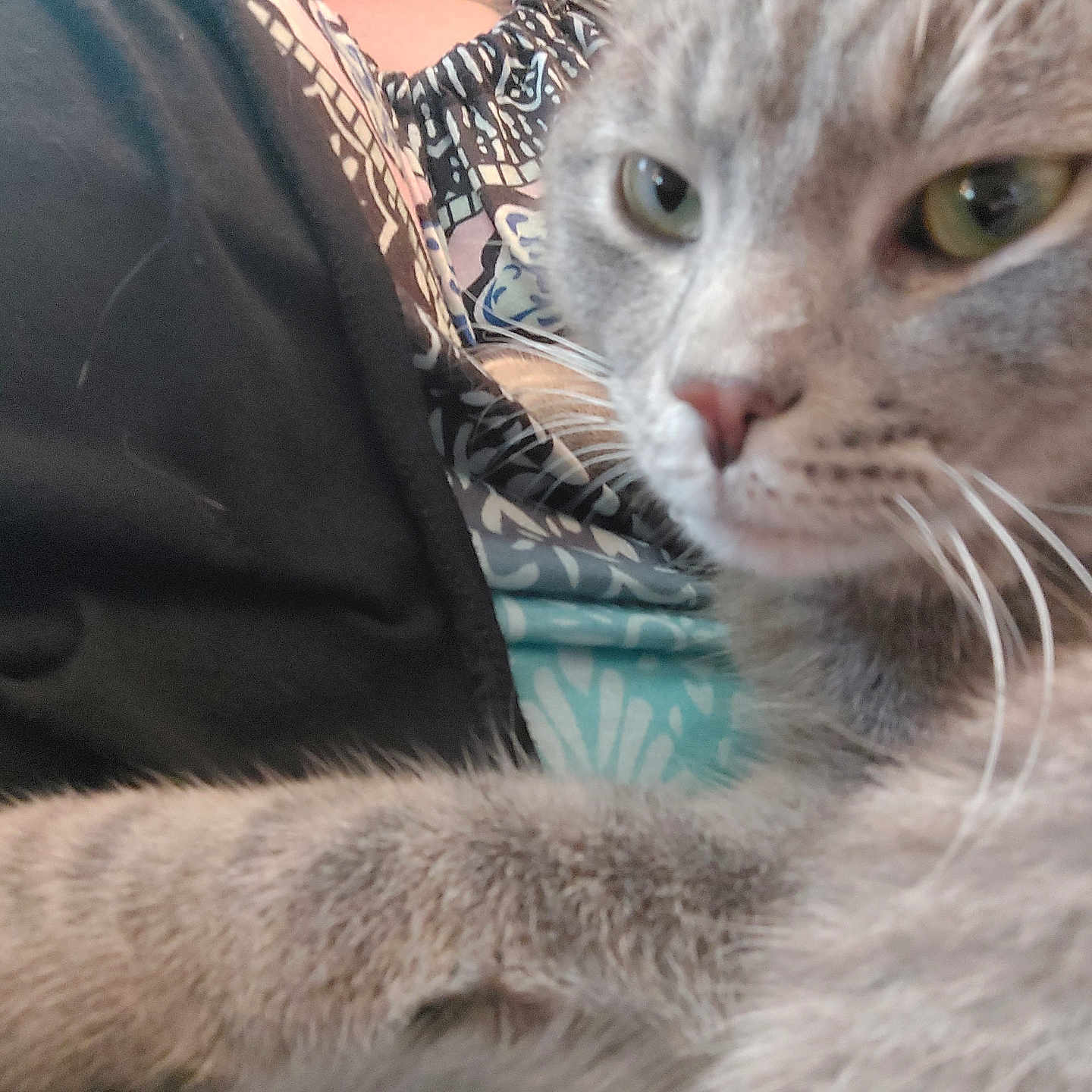 Tiger joined the competition — help win amazing prizes! abyssinian, angora, animal, armchair, cat, chair, couch, egyptiancat, furniture, homedecor, kitten, linen, manx, pet, siamese