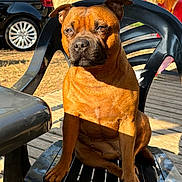 Louna participe au concours pour gagner de l'argent avec cette photo : animal, backyard, brown_dog, canine, car, daylight, dog, domestic_animal, furniture, leisure, outdoor, paw, pet, plastic_chair, relaxed, shadow, sitting, summer, sunlight, wooden_deck