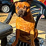 animal, backyard, brown_dog, canine, car, daylight, dog, domestic_animal, furniture, leisure, outdoor, paw, pet, plastic_chair, relaxed, shadow, sitting, summer, sunlight, wooden_deck