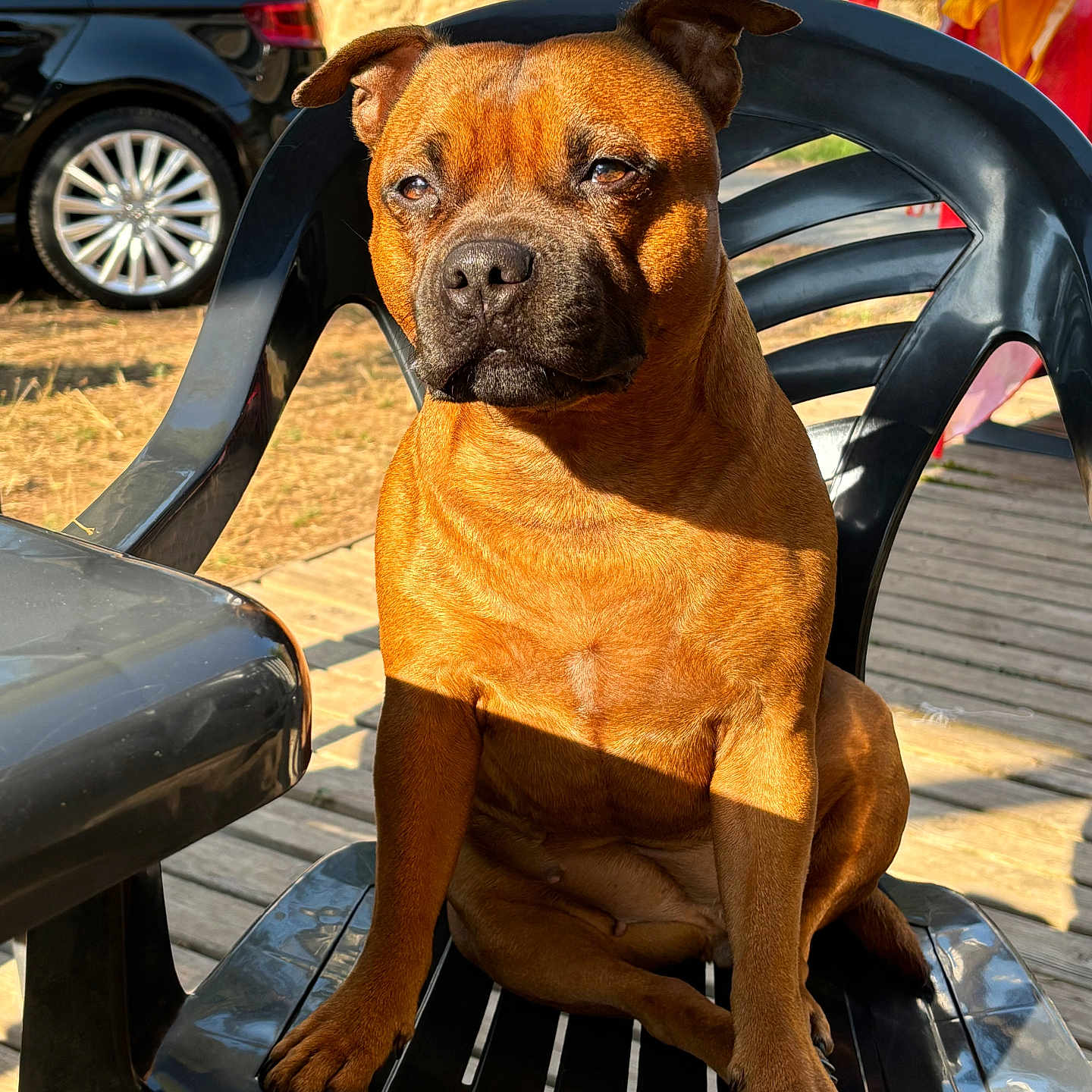 Louna participe au concours pour gagner de l'argent avec cette photo : animal, backyard, brown_dog, canine, car, daylight, dog, domestic_animal, furniture, leisure, outdoor, paw, pet, plastic_chair, relaxed, shadow, sitting, summer, sunlight, wooden_deck