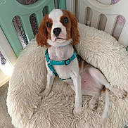 Billy a rejoint le concours — aidez-le/la à gagner de superbes lots ! dog, puppy, cavalier_king_charles_spaniel, pet, animal, fluffy_bed, dog_bed, harness, teal_harness, brown_and_white, long_ears, wide_eyes, sitting, lounging, indoor, playpen, home, cozy, portrait, cute