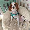dog, puppy, cavalier_king_charles_spaniel, pet, animal, fluffy_bed, dog_bed, harness, teal_harness, brown_and_white, long_ears, wide_eyes, sitting, lounging, indoor, playpen, home, cozy, portrait, cute