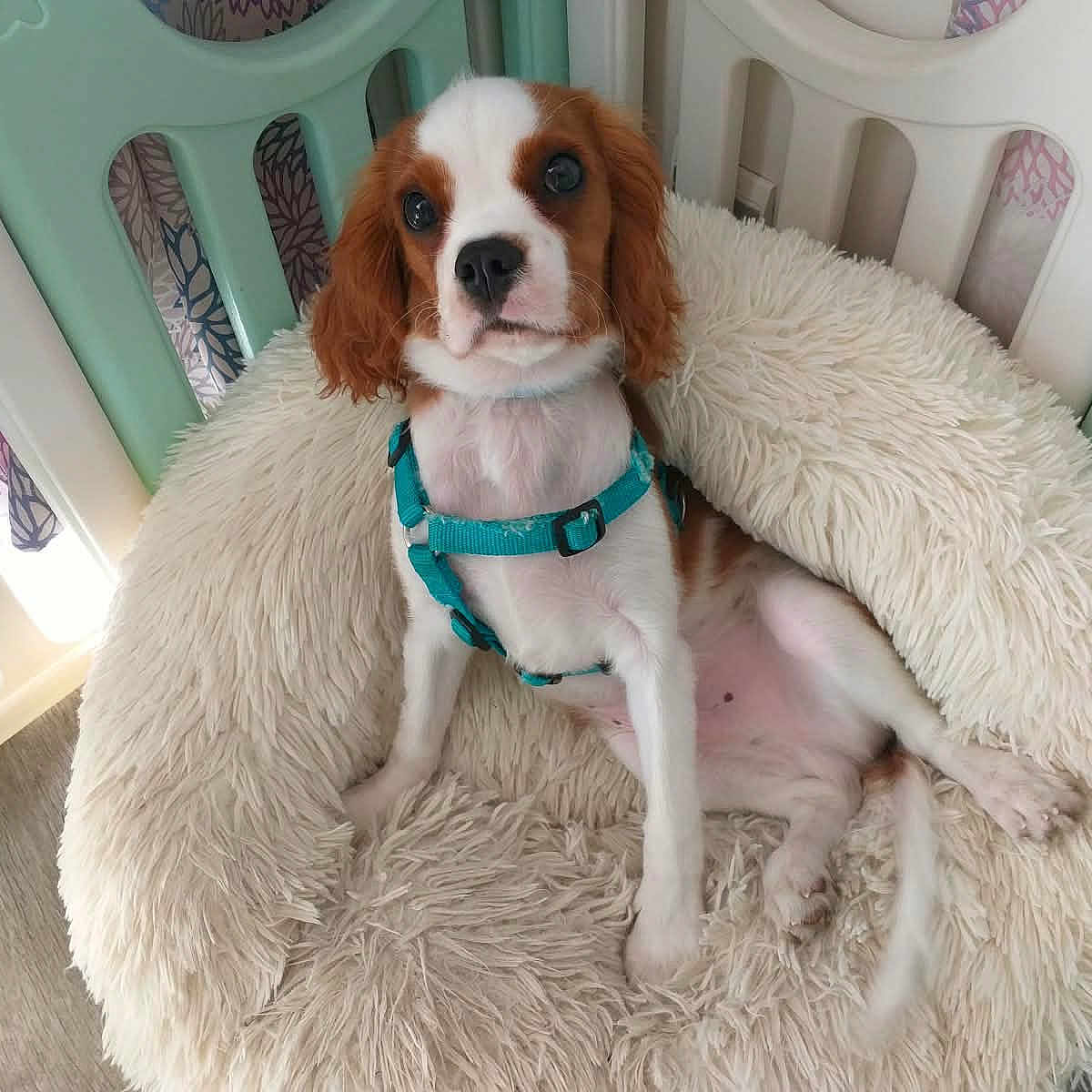 Billy a rejoint le concours — aidez-le/la à gagner de superbes lots ! dog, puppy, cavalier_king_charles_spaniel, pet, animal, fluffy_bed, dog_bed, harness, teal_harness, brown_and_white, long_ears, wide_eyes, sitting, lounging, indoor, playpen, home, cozy, portrait, cute