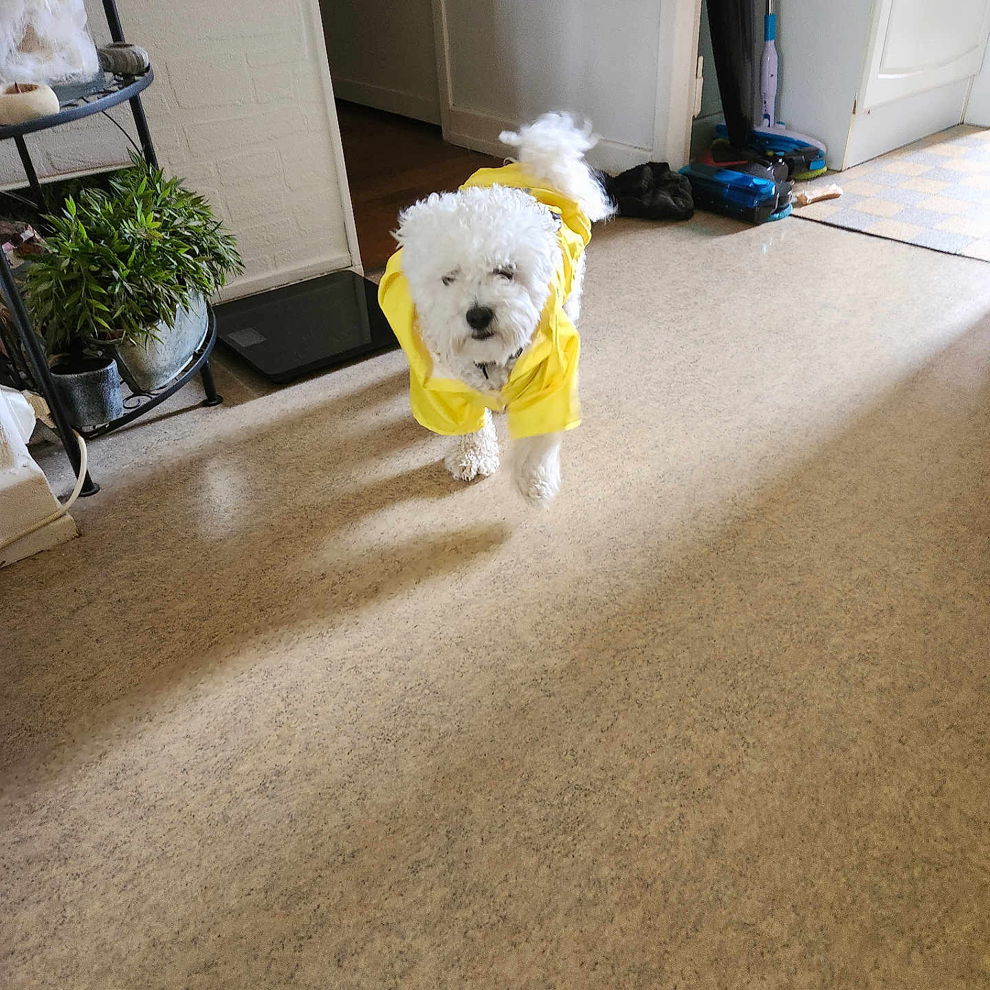 Marley participe au concours pour gagner de l'argent avec cette photo : accessories, animal, bag, canine, chair, clothing, coat, dog, flower, flowerarrangement, furniture, handbag, hardwood, pet, plant, poodle, pottedplant, puppy, terrier, wood