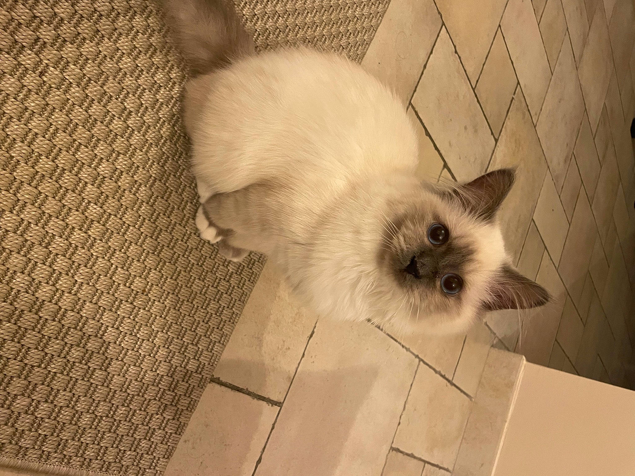 Simba a rejoint le concours — aidez-le/la à gagner de superbes lots ! balinese, birman, canidae, carnivore, cat, companion_dog, dog_breed, domestic_short_haired_cat, eye, fawn, felidae, flooring, fur, paw, ragdoll, siamese, small_to_medium_sized_cats, tail, thai, whiskers