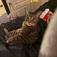 Bruce Lee is registered to the contest to win money with this photo: bed, black_blanket, blanket, cat, comfortable, cozy, curious, domestic_animal, feline, fur, indoor, looking_at_camera, pet, plush_toy, relaxed, shadow, soft_lighting, tabby, toy, whiskers