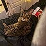 cat, tabby, indoor, bed, blanket, plush_toy, curious, feline, pet, cozy, fur, whiskers, relaxed, looking_at_camera, domestic_animal, soft_lighting, shadow, black_blanket, toy, comfortable