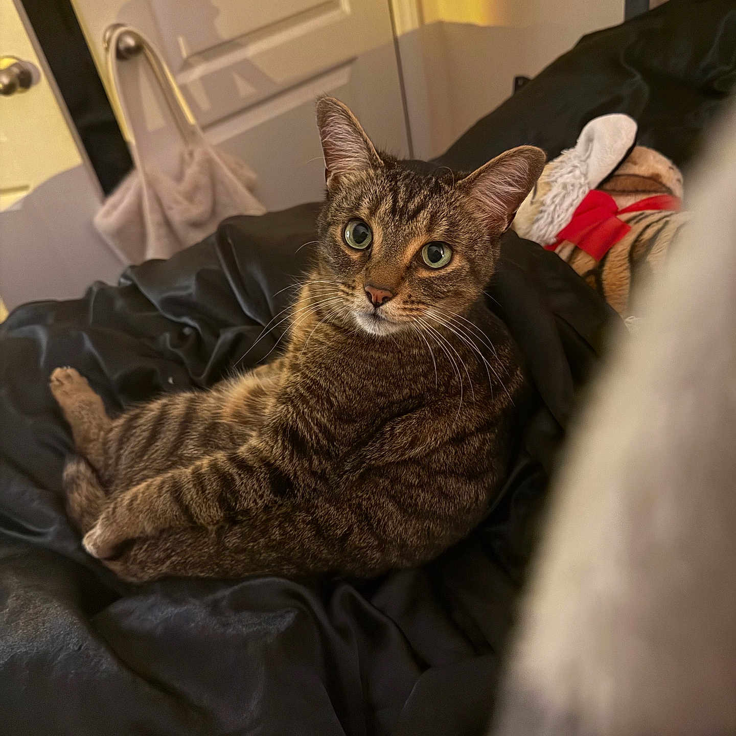 Bruce Lee is registered to the contest to win money with this photo: bed, black_blanket, blanket, cat, comfortable, cozy, curious, domestic_animal, feline, fur, indoor, looking_at_camera, pet, plush_toy, relaxed, shadow, soft_lighting, tabby, toy, whiskers