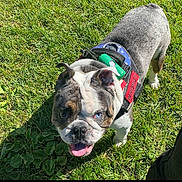 Whiskey joined the competition — help win amazing prizes! bulldog, dog, puppy, pet, animal, grass, outdoors, sunlight, harness, collar, leash, tongue, panting, blue_eyes, short_hair, brindle_coat, white_markings, standing, portrait, close_up