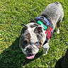 bulldog, dog, puppy, pet, animal, grass, outdoors, sunlight, harness, collar, leash, tongue, panting, blue_eyes, short_hair, brindle_coat, white_markings, standing, portrait, close_up
