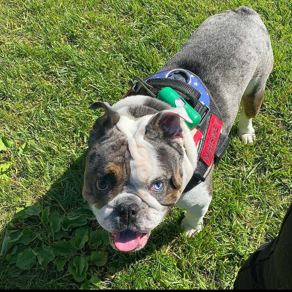 Whiskey joined the competition — help win amazing prizes! bulldog, dog, puppy, pet, animal, grass, outdoors, sunlight, harness, collar, leash, tongue, panting, blue_eyes, short_hair, brindle_coat, white_markings, standing, portrait, close_up