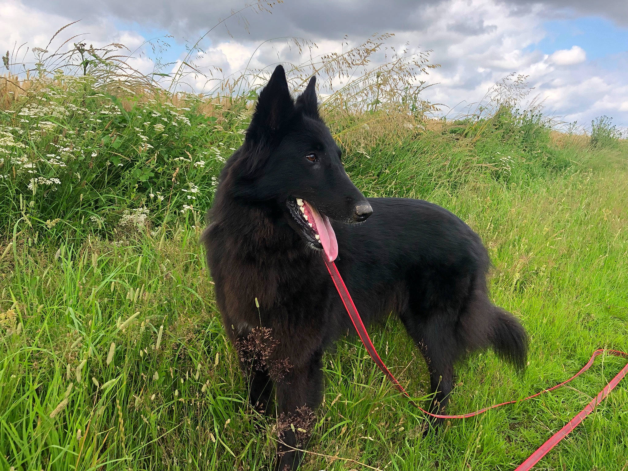 Paddie participe au concours pour gagner de l'argent avec cette photo : black_norwegian_elkhound, canidae, carnivore, cloud, collar, dog, dog_breed, dog_collar, grass, grassland, herbaceous_plant, non_sporting_group, pasture, plant, sky, sporting_group, tail, terrestrial_animal, working_animal, working_dog