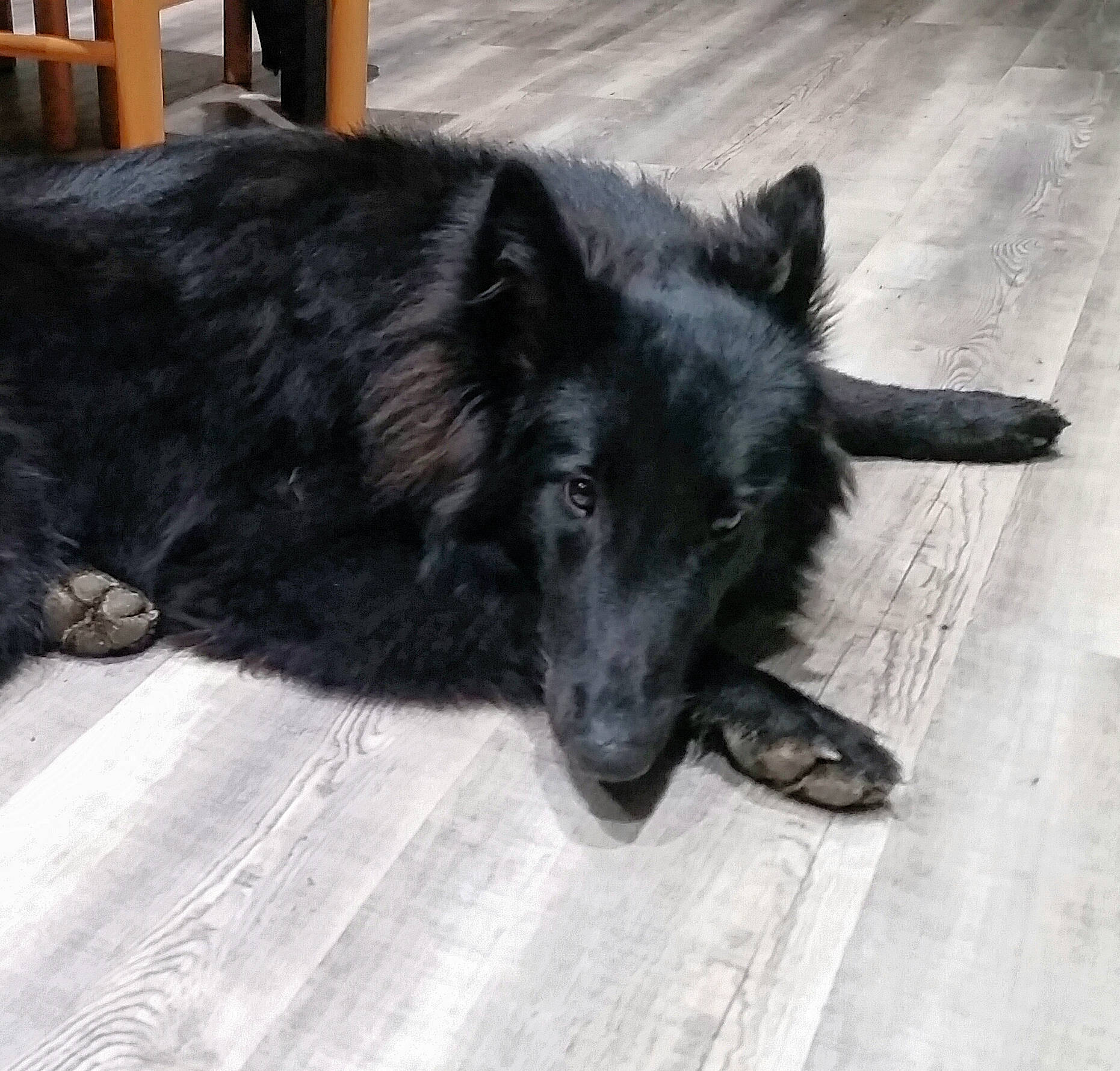 Paddie participe au concours pour gagner de l'argent avec cette photo : borador, canidae, carnivore, companion_dog, dog, dog_breed, flooring, fur, snout, sporting_group, terrestrial_animal, tints_and_shades, whiskers, wood, working_animal, working_dog