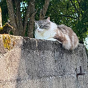 Mina a rejoint le concours — aidez-le/la à gagner de superbes lots ! cat, fluffy, outdoor, concrete_wall, tree, greenery, nature, animal, pet, resting, feline, sunlight, blue_eyes, quiet, calm, moss, texture, side_view, daytime, peaceful
