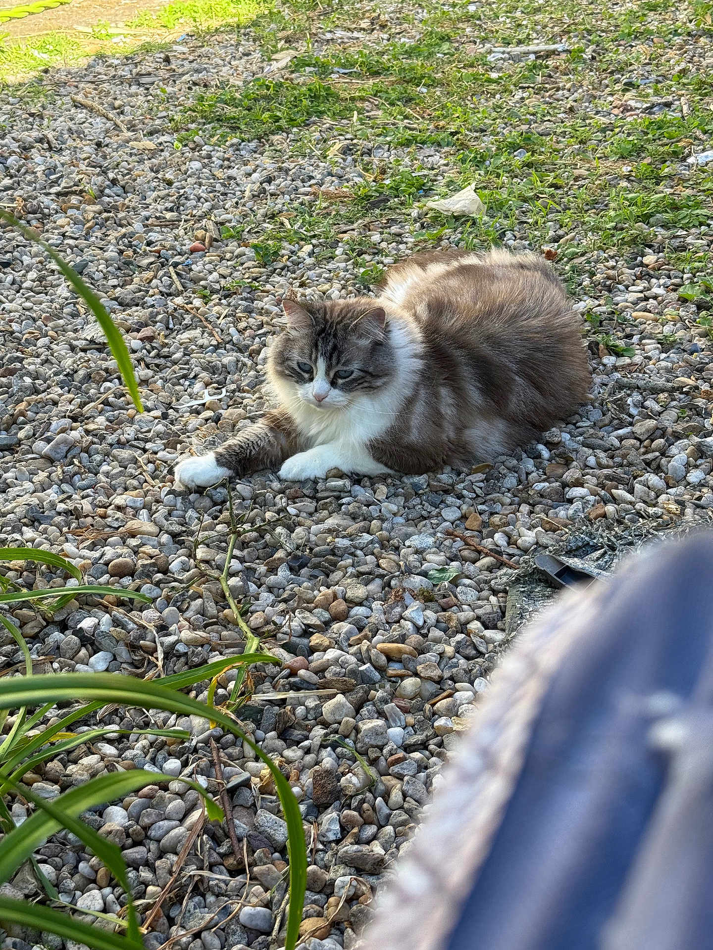 Mina a rejoint le concours — aidez-le/la à gagner de superbes lots ! cat, outdoor, rocks, greenery, plant, fluffy, animal, fur, relaxed, nature, grass, pet, resting, daylight, mammal, whiskers, wildlife, closeup, ground, eyes