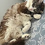 Mina participe au concours pour gagner de l'argent avec cette photo : cat, sleeping, fluffy, bed, paw, fur, cozy, indoor, resting, cute, pet, animal, whiskers, relaxed, soft, closeup, tabby, white, brown, patterned_bedspread