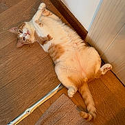 Milo a rejoint le concours — aidez-le/la à gagner de superbes lots ! cat, orange_cat, white_cat, pet, indoor, wooden_floor, door, relaxed, lying_down, fluffy, playful, tail, paws, fur, domestic_animal, cute, animal, home, resting, looking