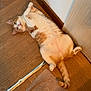 cat, orange_cat, white_cat, pet, indoor, wooden_floor, door, relaxed, lying_down, fluffy, playful, tail, paws, fur, domestic_animal, cute, animal, home, resting, looking