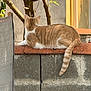 Milo participe au concours pour gagner de l'argent avec cette photo : cat, orange_cat, feline, animal, pet, outdoor, wall, brick_wall, tree, fruit, sunlight, relaxed, fur, tail, nature, back_view, daytime, shadow, quiet, resting