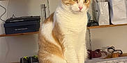 Milo participe au concours pour gagner de l'argent avec cette photo : cat, orange_cat, white_cat, pet, sitting, bedspread, patterned_bedspread, indoor, shelves, household_items, shoes, bags, box, furniture, domestic, fur, whiskers, ears, tail, curious