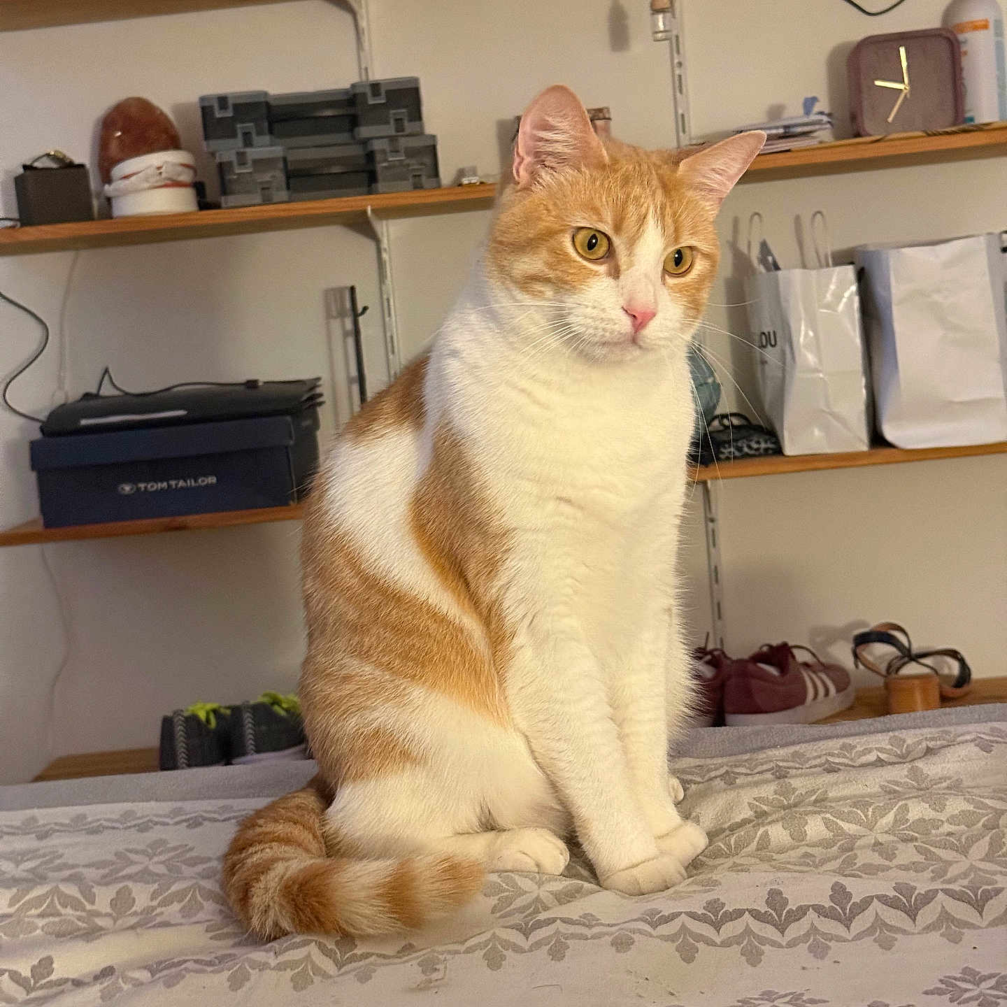 Milo participe au concours pour gagner de l'argent avec cette photo : bags, bedspread, box, cat, curious, domestic, ears, fur, furniture, household_items, indoor, orange_cat, patterned_bedspread, pet, shelves, shoes, sitting, tail, whiskers, white_cat