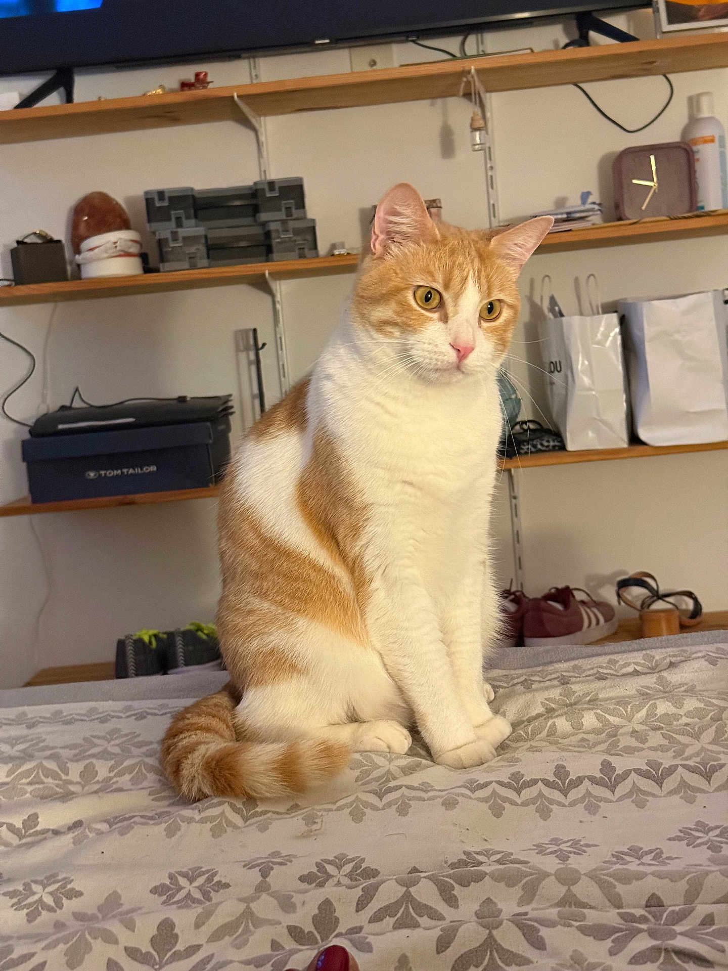 Milo participe au concours pour gagner de l'argent avec cette photo : cat, orange_cat, white_cat, pet, sitting, bedspread, patterned_bedspread, indoor, shelves, household_items, shoes, bags, box, furniture, domestic, fur, whiskers, ears, tail, curious