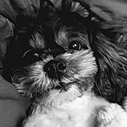 Reksio joined the competition — help win amazing prizes! animal, black_and_white, canine, close_up, companion, cozy, cute, dog, ears, fluffy, friendly, fur, indoor, lying_down, nose, pet, portrait, relaxed, soft, whiskers