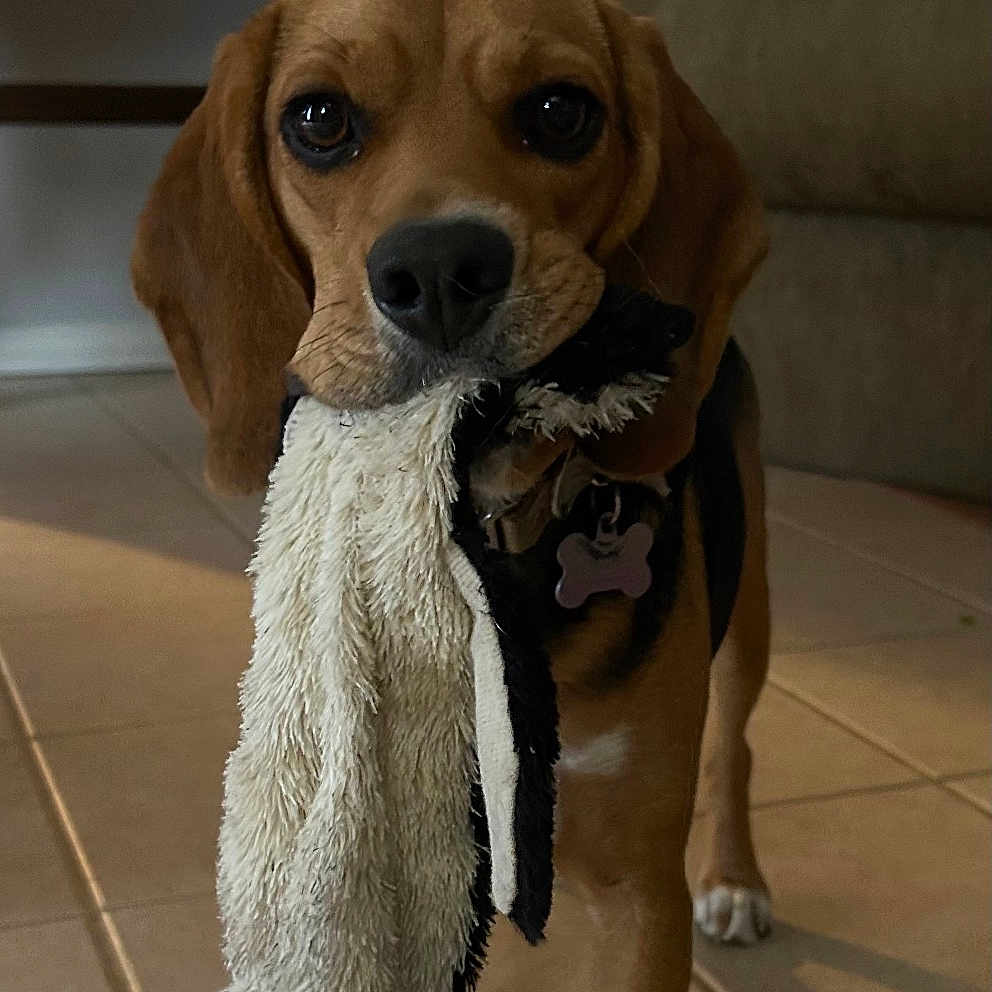 Celeste is registered to the contest to win money with this photo: animal, architecture, art, beagle, building, canine, clothing, couch, dog, furniture, hosiery, hound, indoors, livingroom, painting, pet, photoframe, puppy, room, sock