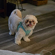 Zsa Zsa is registered to the contest to win money with this photo: animal, companion, cozy, cute, dog, domestic_animal, floor, fluffy, friendly, happy, harness, home, indoor, pet, playful, small_dog, standing, tongue_out, white_dog, wooden_floor