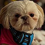 animal, brown, close_up, cream, cute, dog, domestic_animal, ears, expression, face, fluffy, fur, harness, indoor, looking, pet, pink_shirt, portrait, small_dog, whiskers
