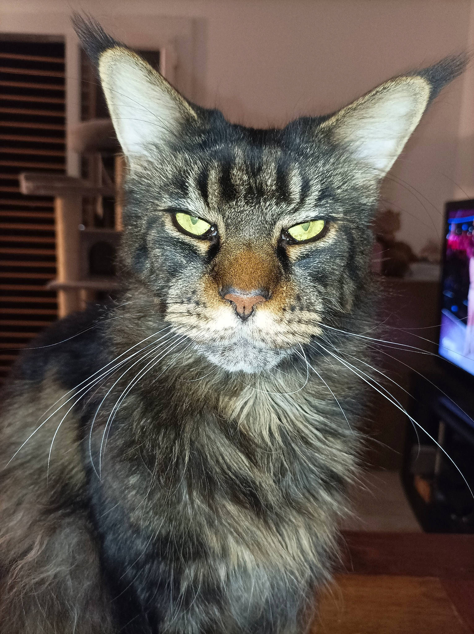 Lucky a rejoint le concours — aidez-le/la à gagner de superbes lots ! box, carnivore, cat, display_device, domestic_short_haired_cat, felidae, fur, small_to_medium_sized_cats, snout, terrestrial_animal, whiskers, wildlife, window