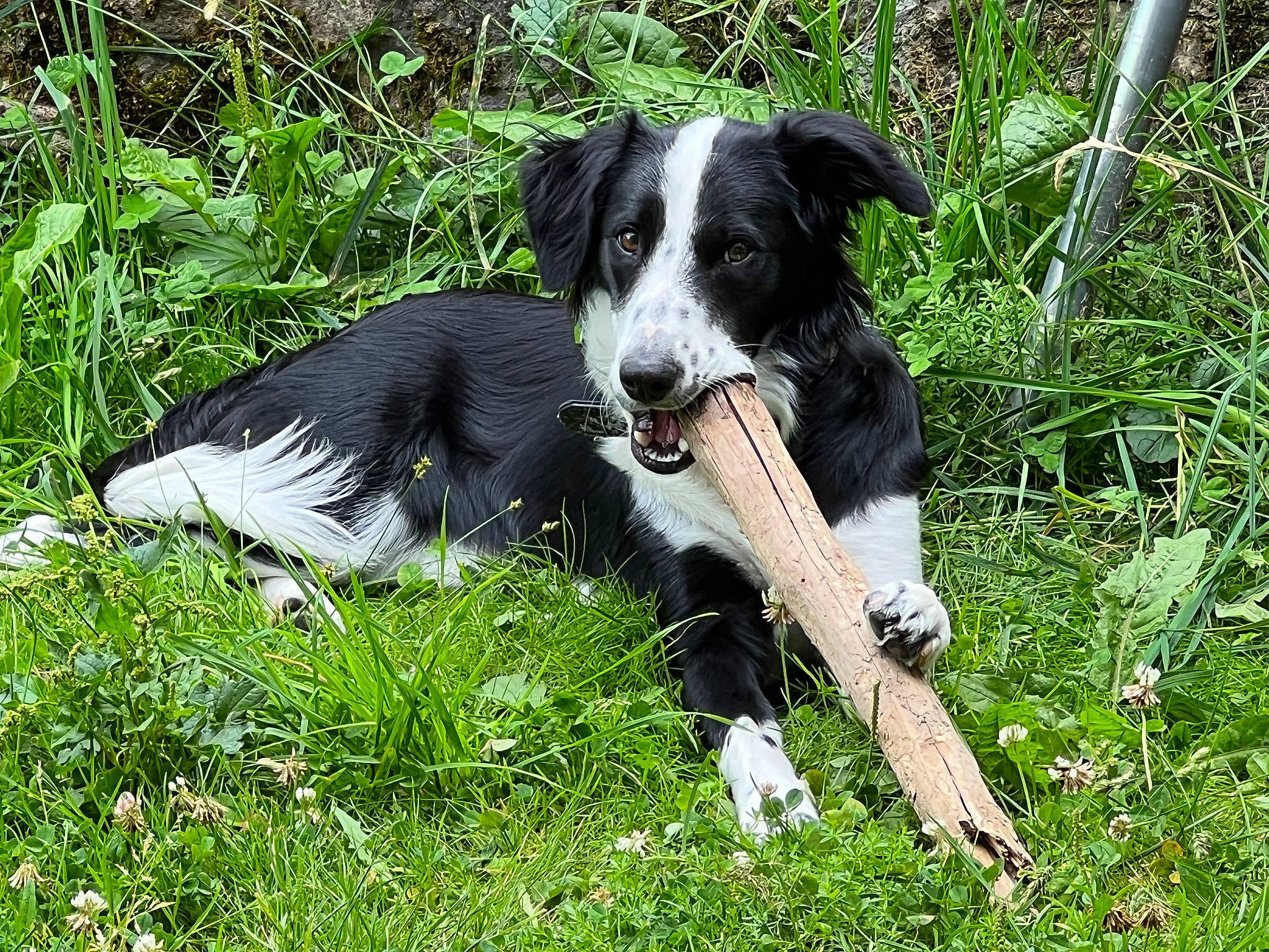 Skaï a rejoint le concours — aidez-le/la à gagner de superbes lots ! borador, border_collie, canidae, carnivore, companion_dog, dog, dog_breed, dog_collar, grass, groundcover, gun_dog, herding_dog, hunting_dog, mcnab, plant, sporting_group, tail, terrestrial_animal, working_animal, working_dog