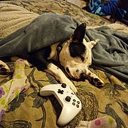 Hannah joined the competition — help win amazing prizes! boston_terrier, carnivoran, cat, dog, dog_breed, dog_like_mammal, nap, non_sporting_group, small_to_medium_sized_cats, snout, whiskers