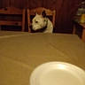 Hannah joined the competition — help win amazing prizes! carnivoran, cat, cat_like_mammal, cat_supply, dog_breed_group, dog_like_mammal, floor, flooring, kitten, mammal, puppy, small_to_medium_sized_cats, vertebrate, west_highland_white_terrier, whiskers