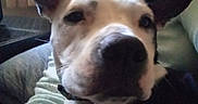 Hannah is registered to the contest to win money with this photo: dog, dog_breed, dog_breed_group, dog_like_mammal, ear, snout