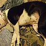 Hannah joined the competition — help win amazing prizes! carnivoran, dog, dog_breed, dog_breed_group, dog_like_mammal, rare_breed_dog