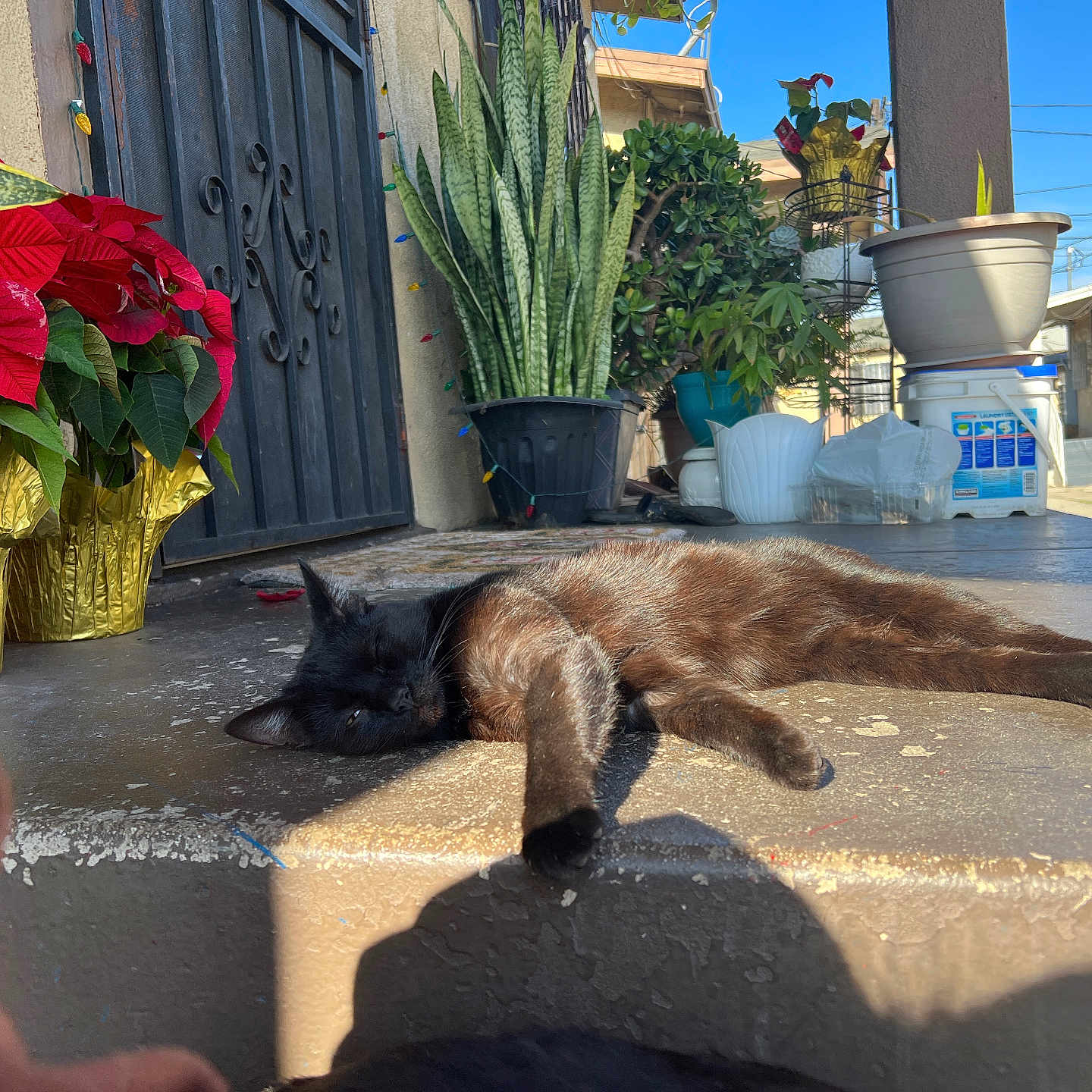 Jax is registered to the contest to win money with this photo: animal, black_cat, calm, cat, concrete, daylight, domestic_animal, door, feline, home, nature, outdoor, pet, plants, porch, potted_plants, relaxing, resting, shadow, sunlight
