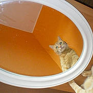 Titoune participe au concours pour gagner de l'argent avec cette photo : cat, orange_tabby, mirror, reflection, wooden_floor, curious, pet, indoor, animal, feline, looking, playful, home, floor, whiskers, ears, paws, fur, closeup, domestic_cat