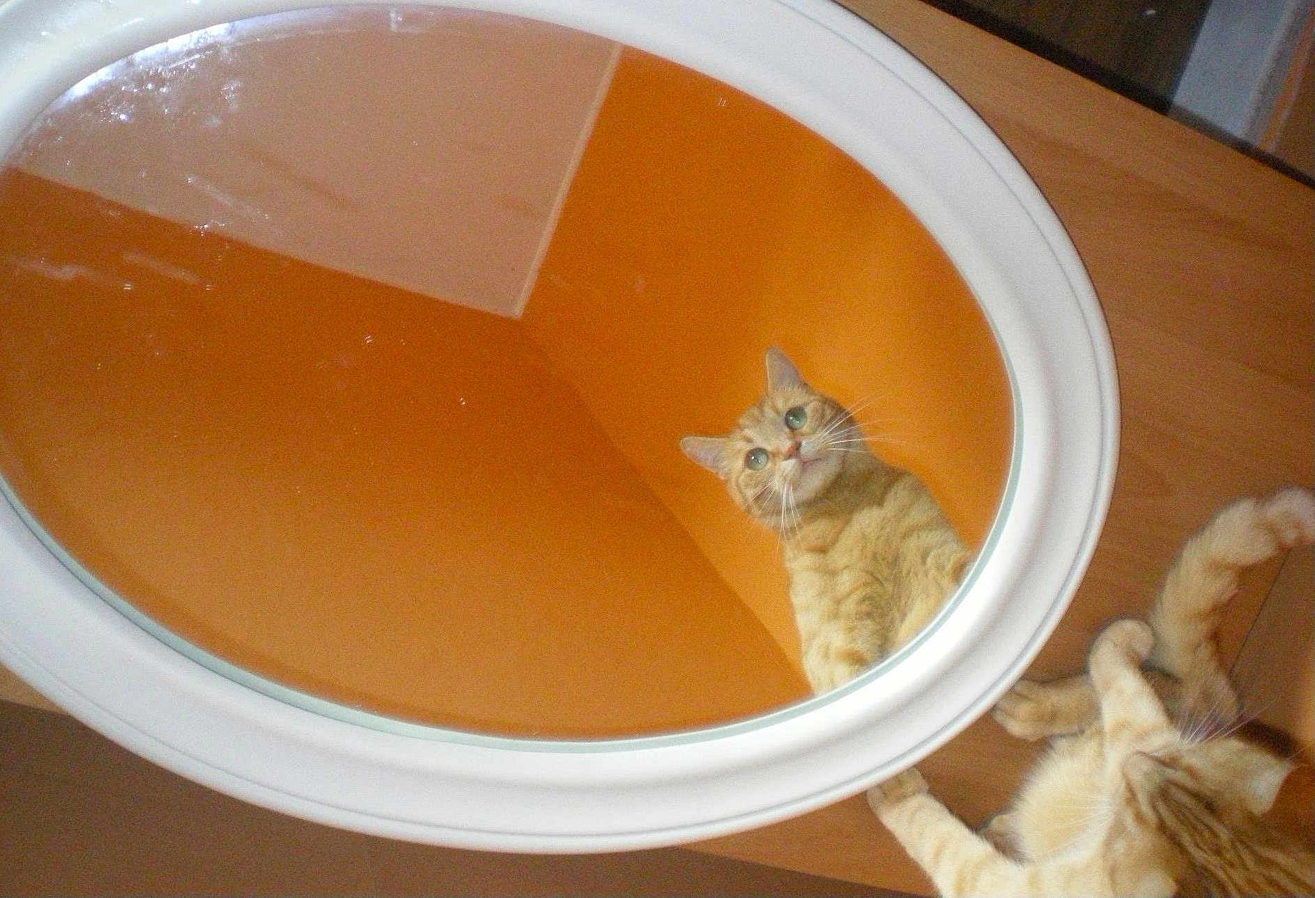 Titoune participe au concours pour gagner de l'argent avec cette photo : cat, orange_tabby, mirror, reflection, wooden_floor, curious, pet, indoor, animal, feline, looking, playful, home, floor, whiskers, ears, paws, fur, closeup, domestic_cat