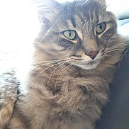 Calinou participe au concours pour gagner de l'argent avec cette photo : aegean_cat, asian_semi_longhair, carnivoran, cat, cat_like_mammal, domestic_long_haired_cat, domestic_short_haired_cat, fauna, fur, kitten, maine_coon, norwegian_forest_cat, ragamuffin, siberian, small_to_medium_sized_cats, snout, tabby_cat, whiskers