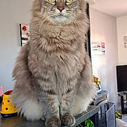 Calinou participe au concours pour gagner de l'argent avec cette photo : animal, cat, countertop, curious, cute, domestic_animal, ears, eyes, fluffy, fur, furniture, gray_cat, home_decor, indoor, living_room, pet, plant, portrait, sitting, whiskers