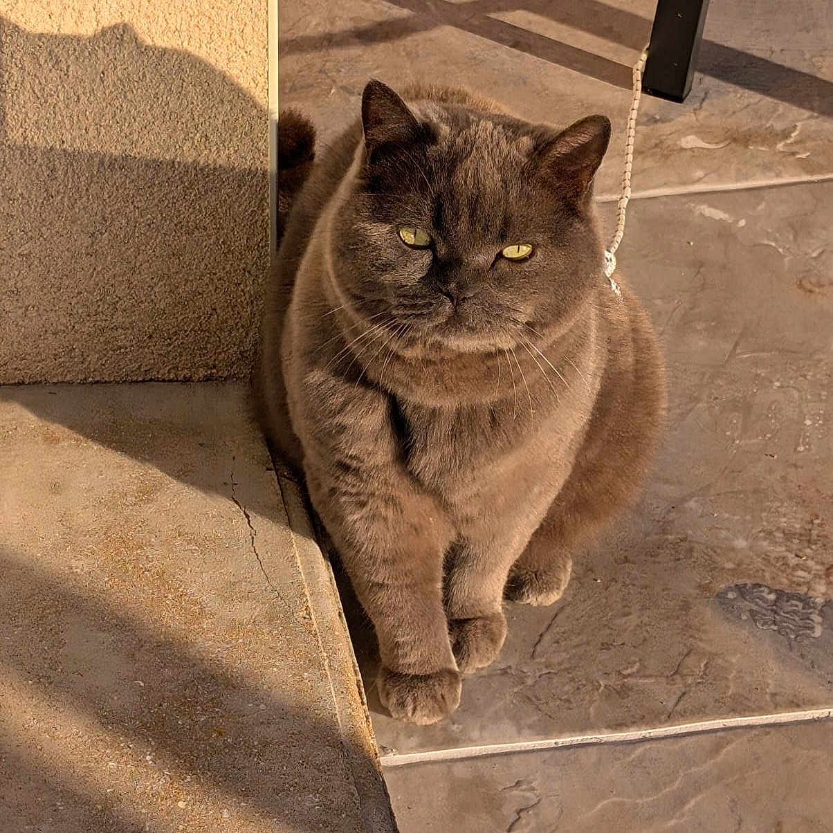 Naguisa participe au concours pour gagner de l'argent avec cette photo : abyssinian, angora, animal, architecture, blackcat, building, cat, flagstone, hardwood, house, housing, kitten, manx, path, person, pet, slate, sleeping, walkway, wood