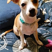 Princess Sophia joined the competition — help win amazing prizes! dog, pet, bed, blanket, collar, ears, indoor, seashell_pattern, small_dog, brown_and_white, cute, animal, sitting, looking_up, bedroom, furniture, toy, comfort, resting, domestic