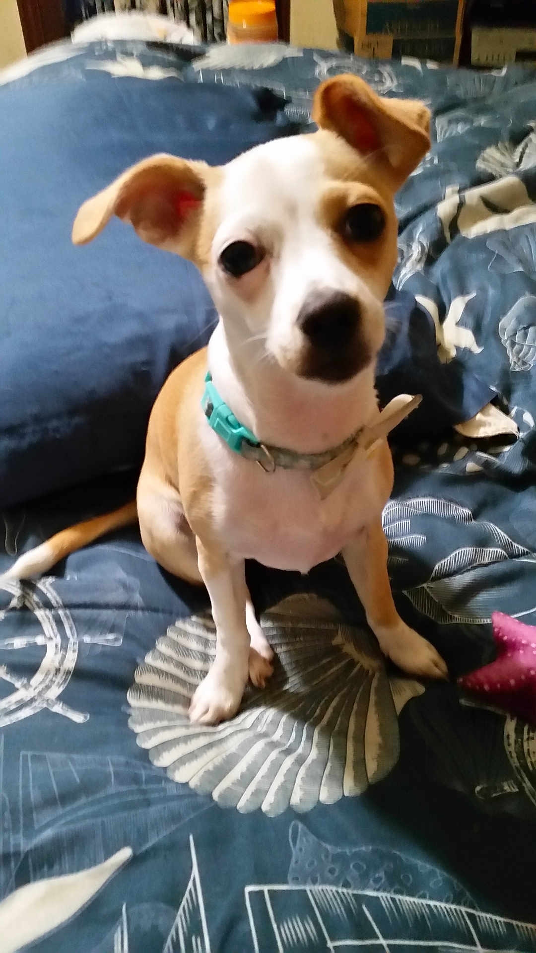 Princess Sophia