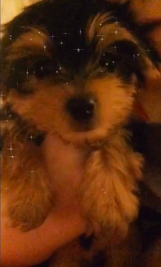 Beasley is registered to the contest to win money with this photo: australian_silky_terrier, carnivoran, cockapoo, dog, dog_breed, dog_breed_group, dog_like_mammal, mammal, morkie, nose, puppy, schnoodle, small_terrier, snout, terrier, toy_dog, vertebrate, yorkshire_terrier