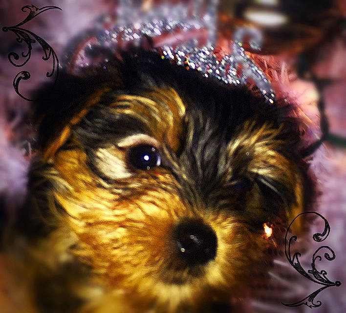 Beasley is registered to the contest to win money with this photo: australian_silky_terrier, biewer_terrier, carnivoran, companion_dog, dog, dog_breed, dog_like_mammal, ear, eye, headwear, morkie, person, puppy, schnoodle, small_terrier, snout, terrier, toy_dog, whiskers, yorkshire_terrier