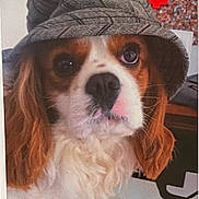 Harry participe au concours pour gagner de l'argent avec cette photo : dog, bucket_hat, indoor, pet, curious_expression, brown_and_white, fur, ears, nose, eyes, face, animal, background, gender_symbol, tile_floor, table, chair, close_up, portrait, cute