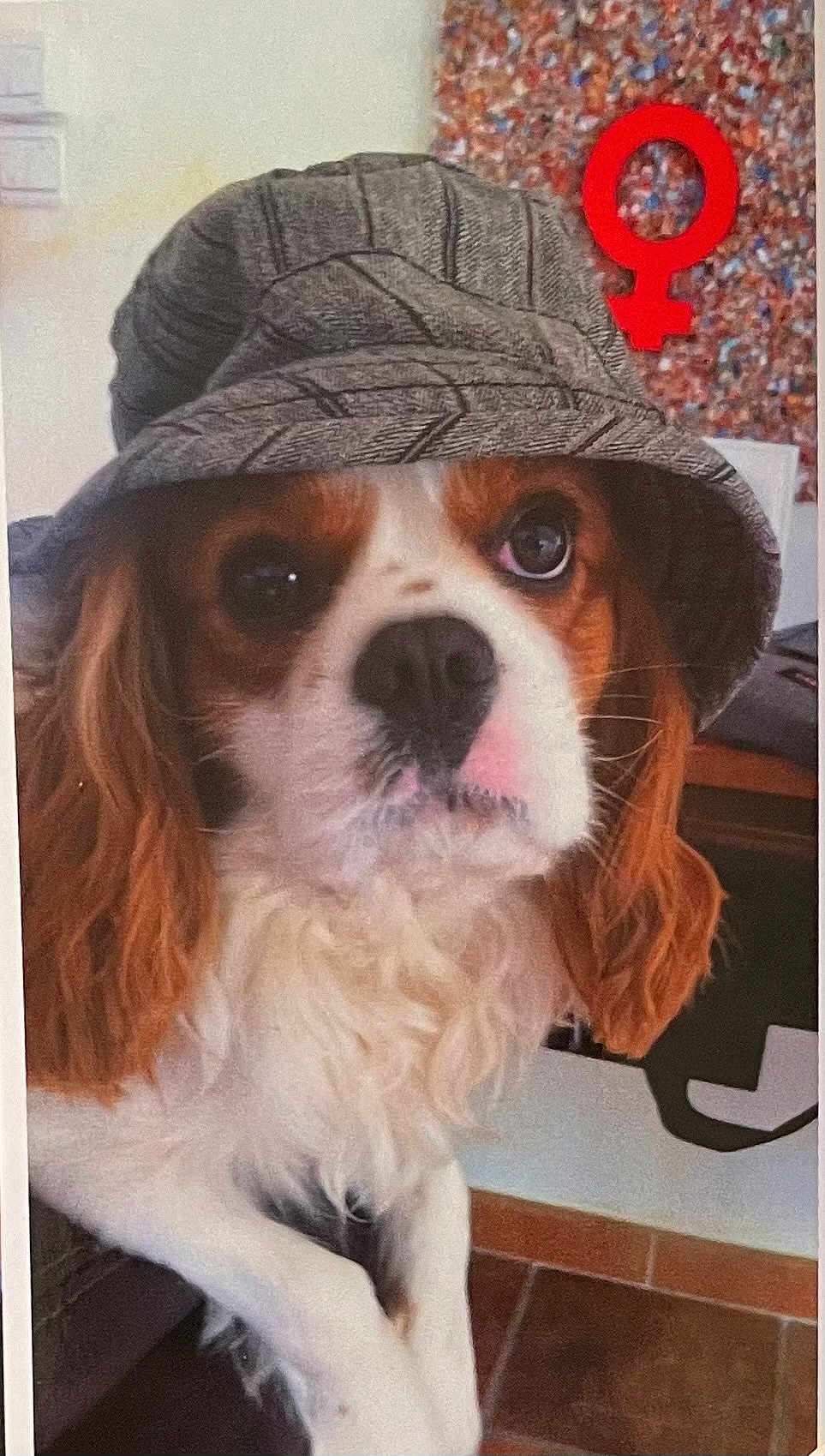Harry participe au concours pour gagner de l'argent avec cette photo : dog, bucket_hat, indoor, pet, curious_expression, brown_and_white, fur, ears, nose, eyes, face, animal, background, gender_symbol, tile_floor, table, chair, close_up, portrait, cute