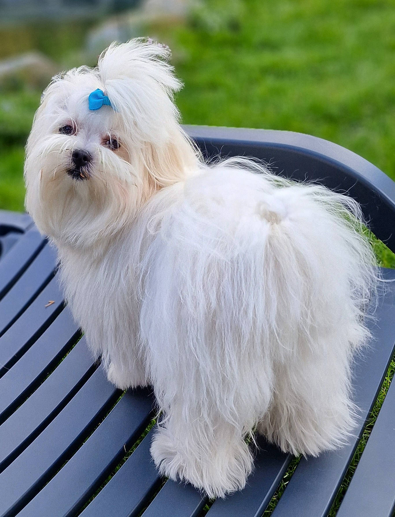 Lyvia participe au concours pour gagner de l'argent avec cette photo : canidae, carnivore, collar, companion_dog, dog, dog_breed, dog_collar, dog_supply, fur, mal_shi, maltepoo, non_sporting_group, pet_supply, small_terrier, sporting_group, terrier, toy_dog, working_animal